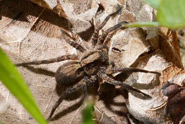 Pardosa sp.?... Pardosa cfr. amentata e Alopecosa sp.